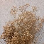 Gypsophila paniculataപുഷ്പം