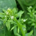 Galium tricornutum Blatt