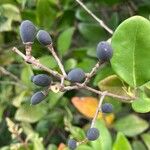 Ligustrum japonicum Fruit