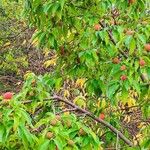 Cornus capitata Habitus