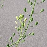 Camelina sativa Fruto