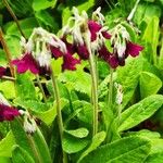 Primula japonica Folio