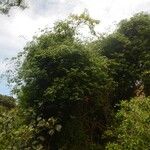 Ventilago pseudocalyculata Natur