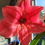 Hippeastrum reginaeFlor