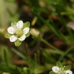 Sagina saginoides Flower