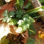 Bowlesia incana Leaf