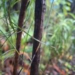 Dracophyllum longifolium പുറംതൊലി