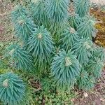 Euphorbia characias ശീലം