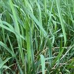 Elymus pungens Leaf