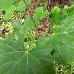 Vitis rotundifolia Fruit