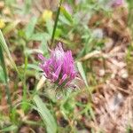Trifolium purpureum Floare
