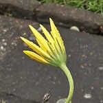 Dimorphotheca sinuata Flower