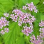 Spiraea japonicaFleur