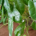 Philodendron burle-marxii Blad