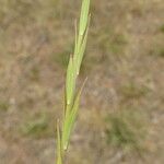 Linum trigynum Leaf