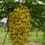Cassia ferruginea Kvet
