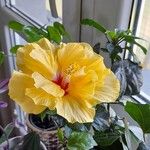 Hibiscus ovalifolius Листок