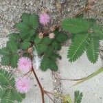 Mimosa pudica List