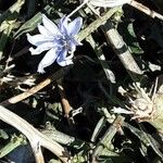 Cichorium spinosum Virág