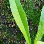 Lactuca virosa Blad