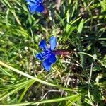 Gentiana sierrae Flower