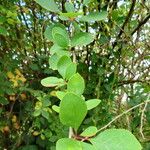 Berberis heteropoda Blad