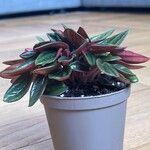 Peperomia caperata 葉