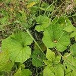 Tussilago farfaraLapas