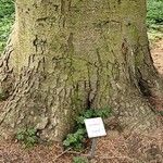 Abies homolepis Žievė
