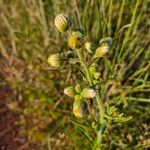 Nidorella aegyptiaca Flor