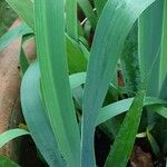 Sisyrinchium striatum Leaf