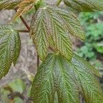 Acer pseudoplatanus Листок