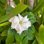 Gardenia jasminoides Blüte