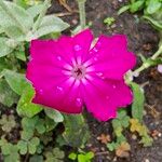 Silene coronariaFlower