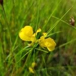 Utricularia cornuta Virág