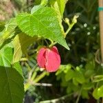 Abutilon megapotamicum Hoja