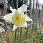 Narcissus × incomparabilis Lorea