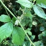 Rubus adscitus ᱡᱚ