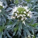 Echium brevirame फूल