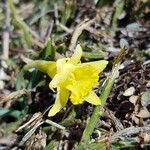 Narcissus cuneiflorus Flower