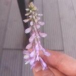 Vicia tenuifolia 花