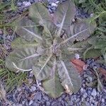 Taraxacum pyropappum Habit