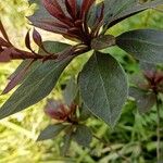 Rhododendron indicumBlatt