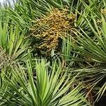 Dracaena draco Fruitua