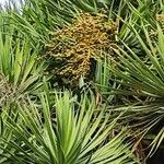 Dracaena draco Gyümölcs