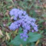 Conoclinium coelestinum Flower