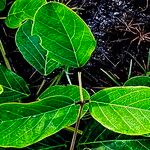 Canavalia rosea Leaf