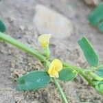 Hippocrepis biflora Blüte