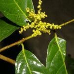 Perrottetia sessiliflora List