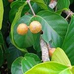 Guarea kunthiana Fruto
